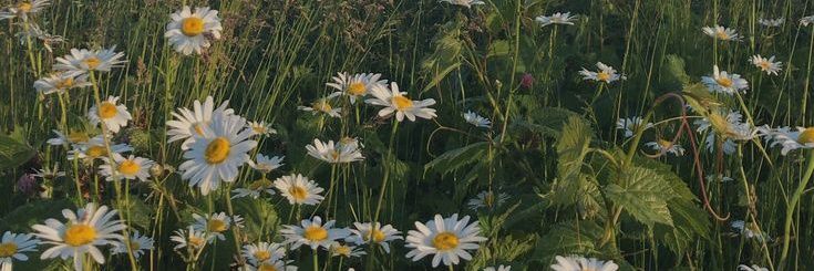 bslestari's profile banner image