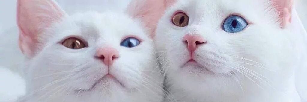 SOMSOMKB's profile banner image