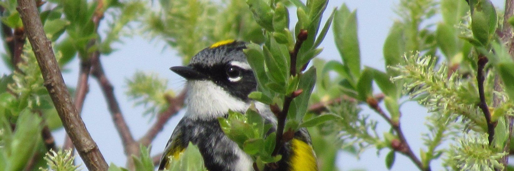 Bird_Wells's profile banner image