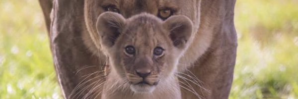 walterv50 Profile Banner