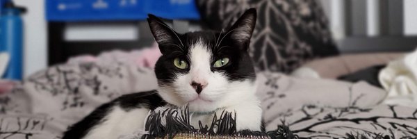 TTChoppa Profile Banner