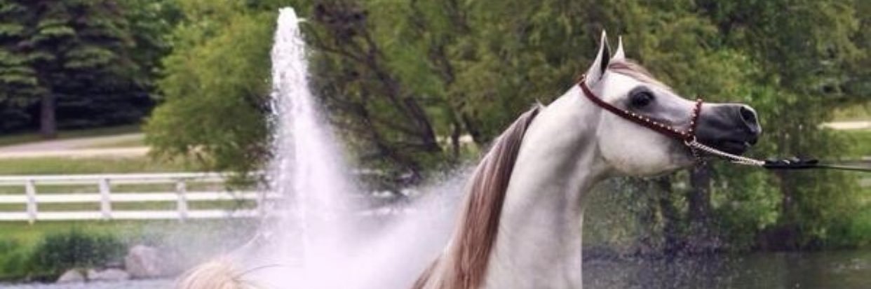 alogaly's profile banner image