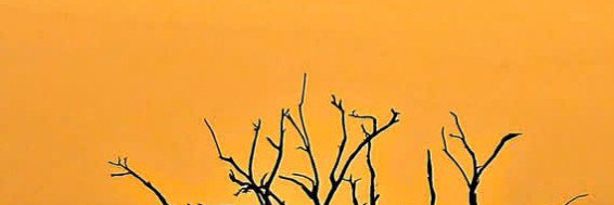 negahera's profile banner image