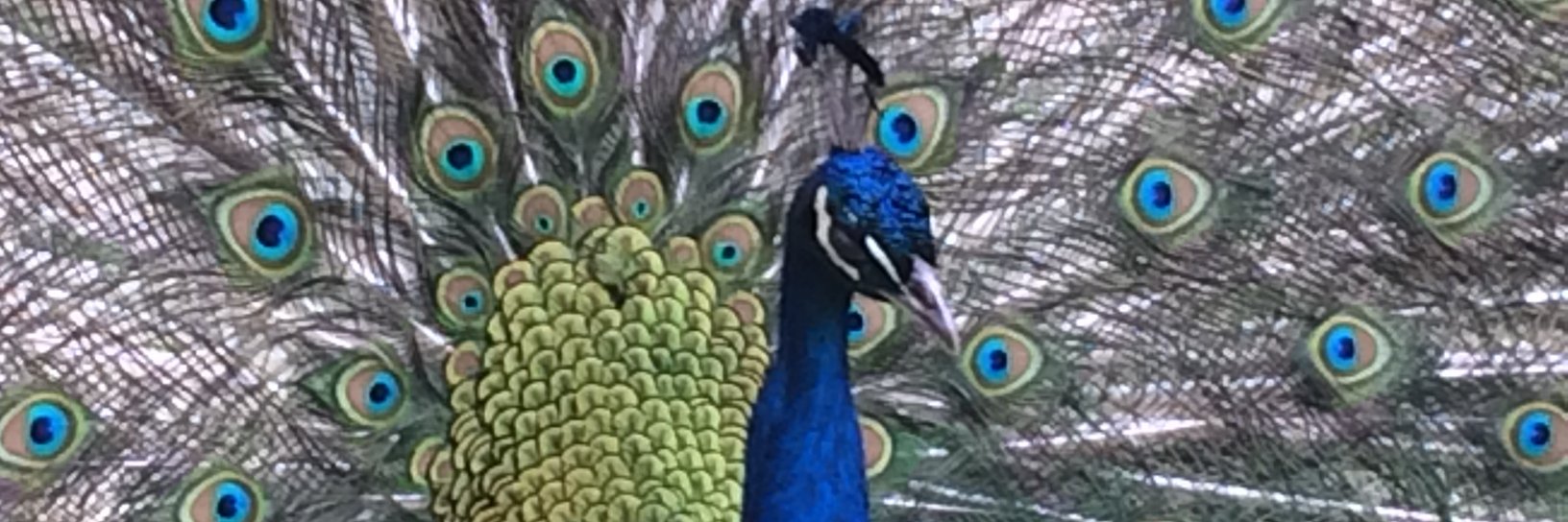 bavacuda's profile banner image