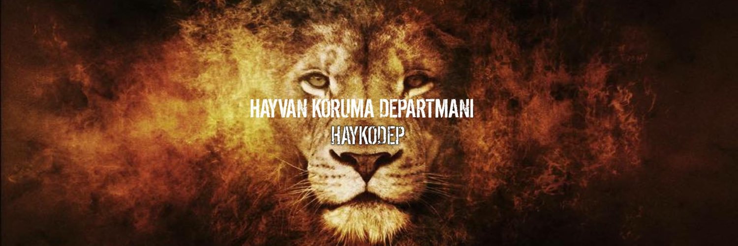 Haykodep's profile banner image