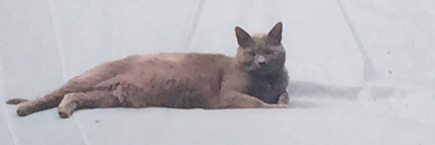 SirLordDaring's profile banner image