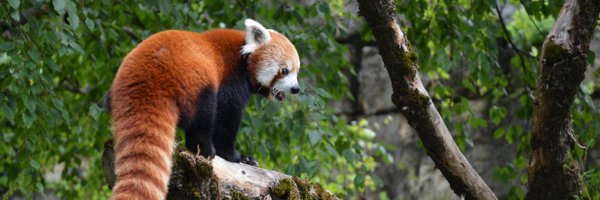 PopDaph Profile Banner