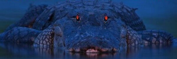 AllThingsUF Profile Banner