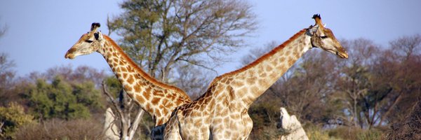 ahappything Profile Banner