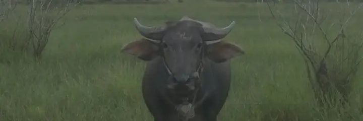 anakankuda's profile banner image