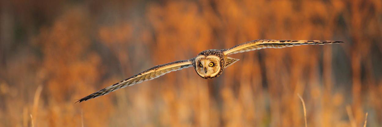 BirdTrack's banner
