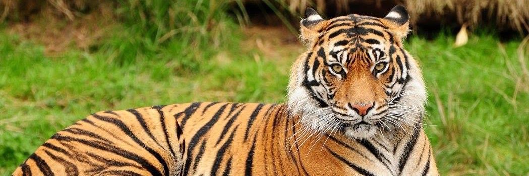 PrCMSTigers's profile banner image