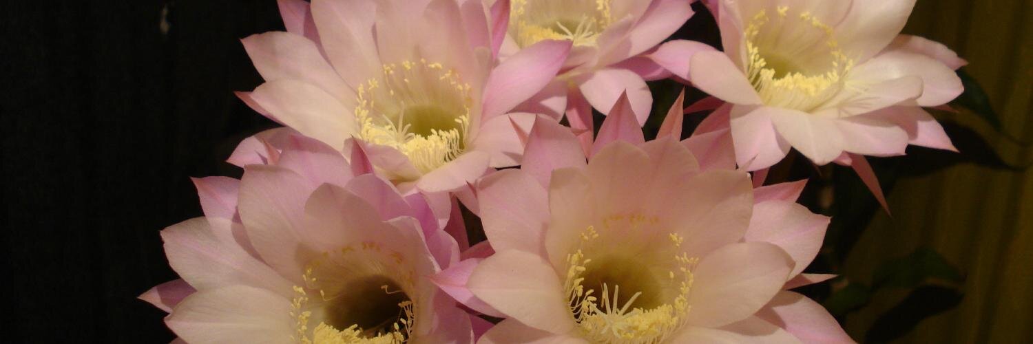 Lalilau's profile banner image