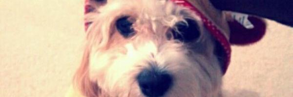 leehj7 Profile Banner