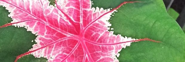 Putri Ganes Destriana banner