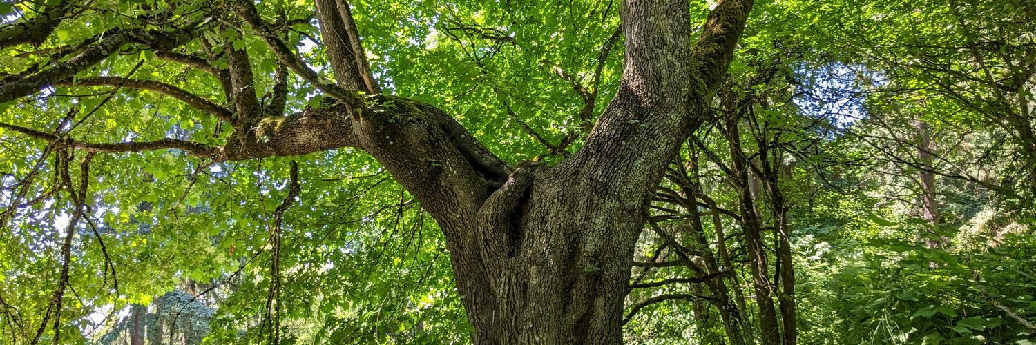 Chad Liffmann banner