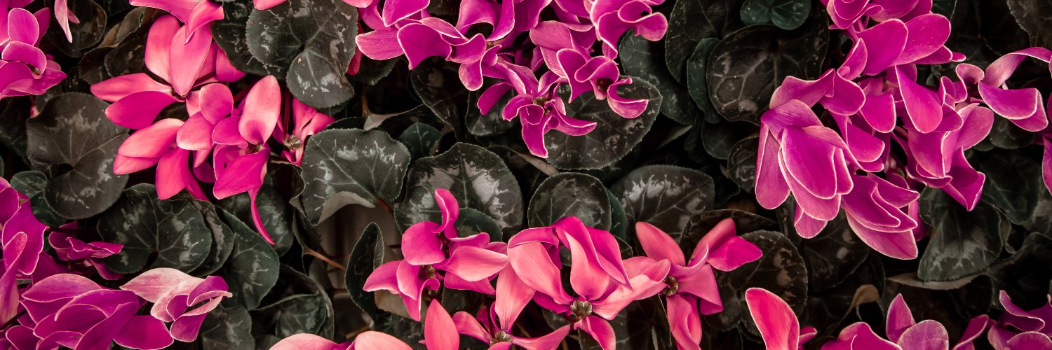 apontef_'s profile banner image