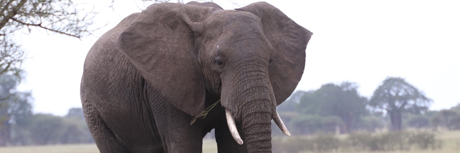 Amy Cartwright banner