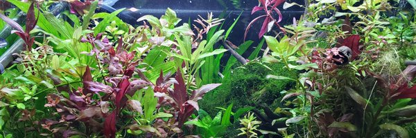 takanuu_ Profile Banner