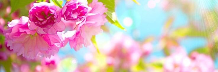 berrytree1's profile banner image