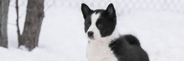 CKC4thedogs Profile Banner