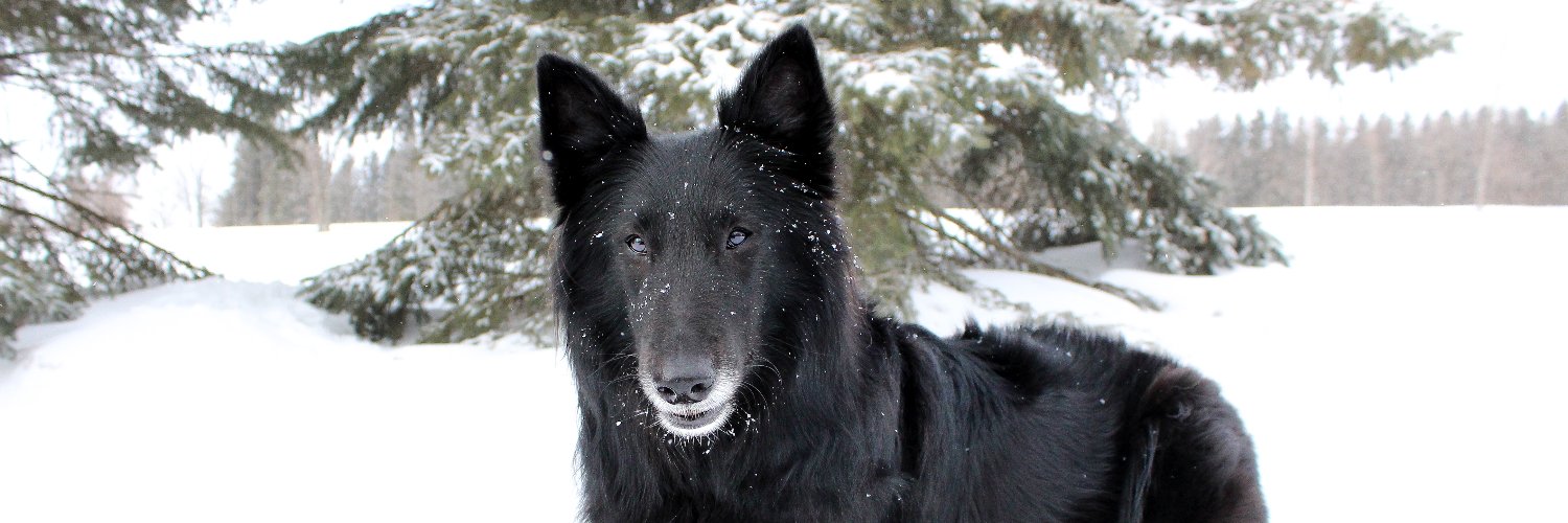 Canadian Kennel Club banner