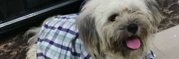 helleydiva's profile banner image