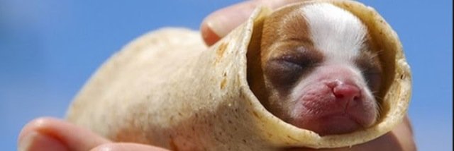 Cate Reynolds banner