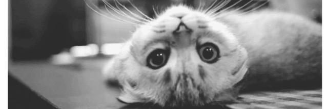 maddysa's profile banner image
