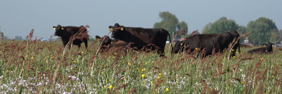 JitzePeenstra's profile banner image