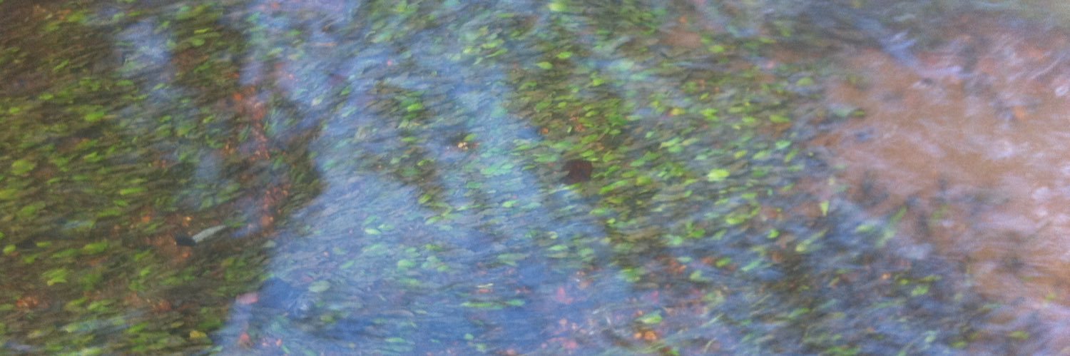 Stuart Ekberg banner