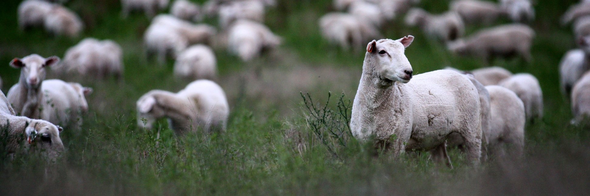 Australian Good Meat banner