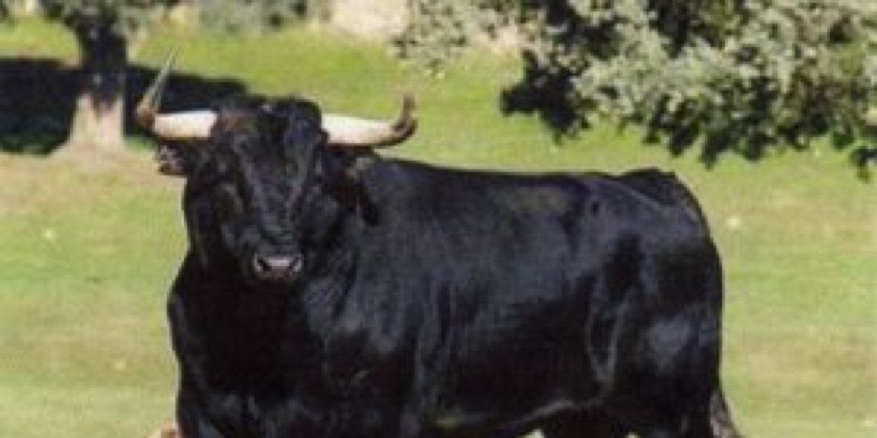 Juan Pablo Corona banner