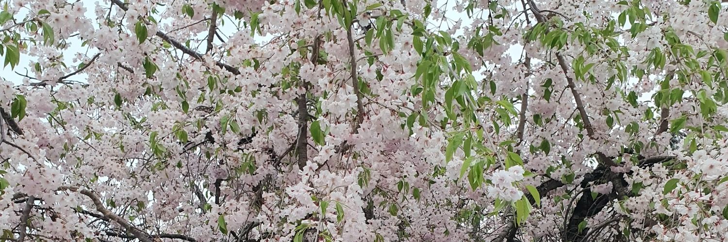 syifasp's profile banner image