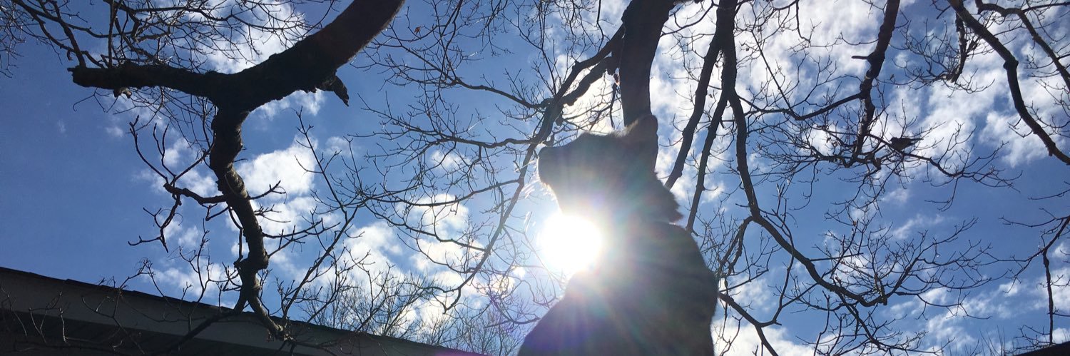 MariaMayEye's profile banner image