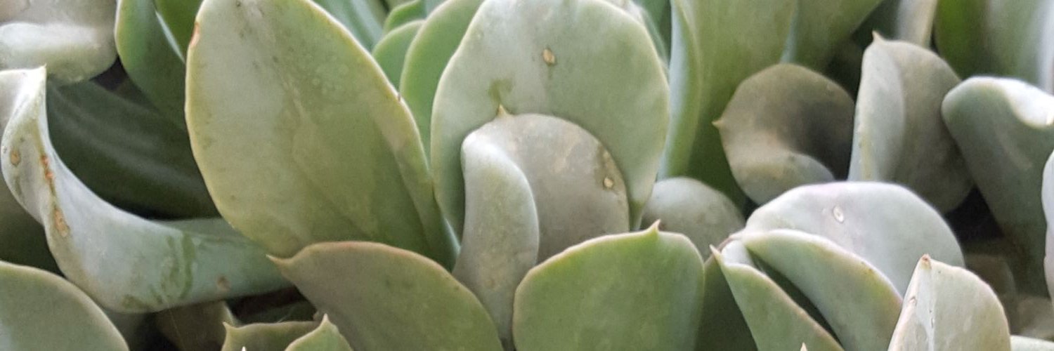 AlioWest's profile banner image