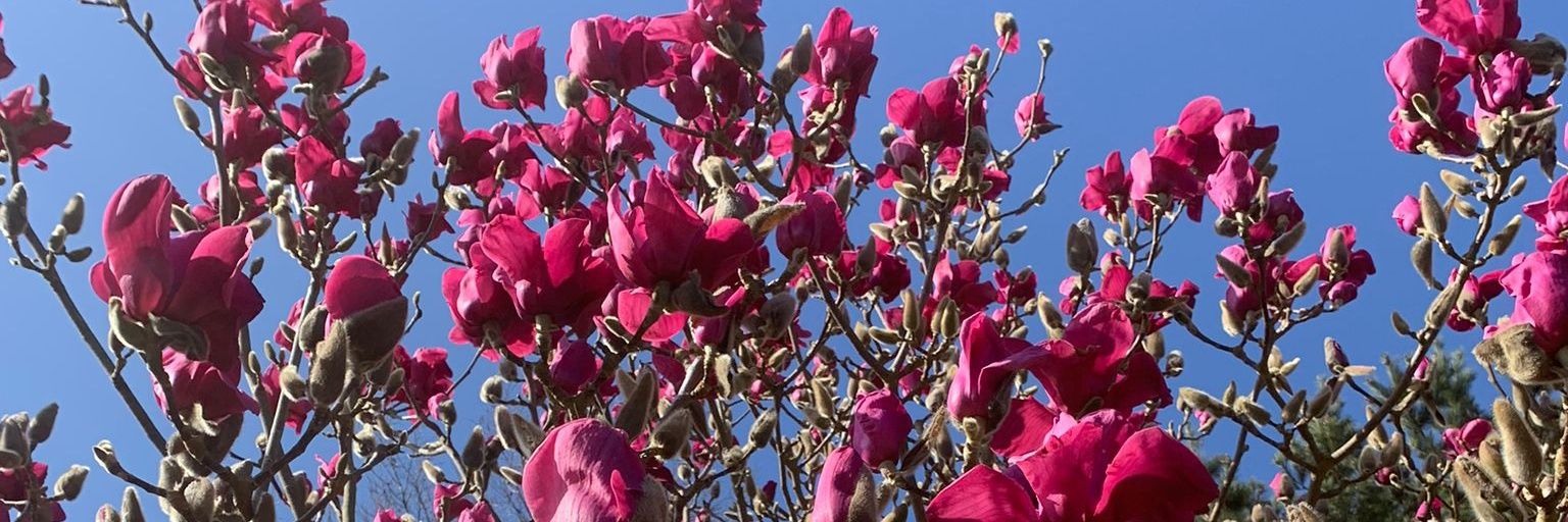 Ian Scott Roofe banner