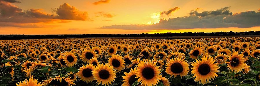 SandersAmanda26's profile banner image