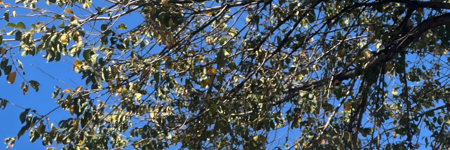 adwuzhere's profile banner image