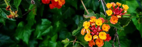 DaniaBennett Profile Banner