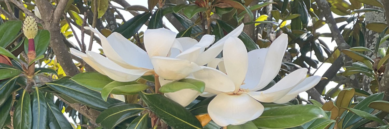 debra hanken kurtz she/her/ella banner