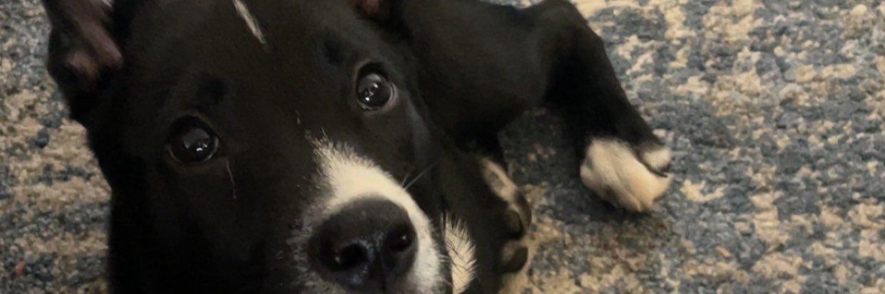 Eric Semmelhack banner