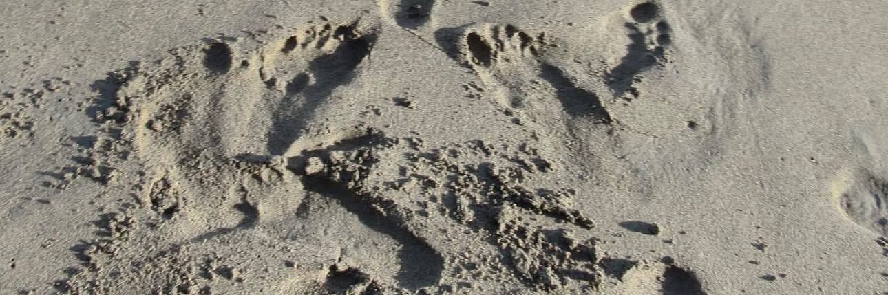 𝐃𝐞𝐬 𝐁𝐚𝐧𝐤𝐬 👑 🌹 banner