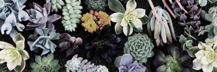 Marcoe_Polo's profile banner image