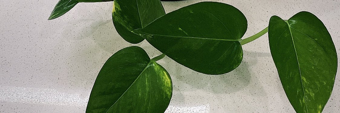 amichellereyna's profile banner image