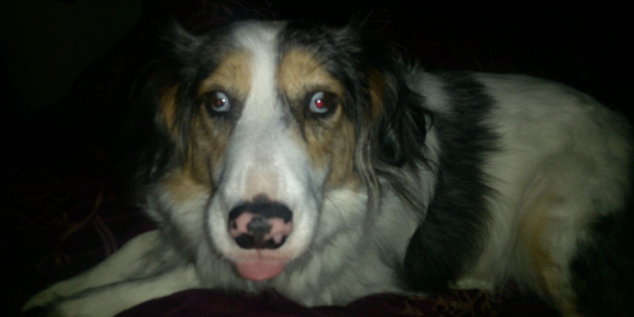 Brandie Harwell banner