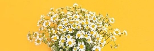 beccagoldberg_'s profile banner image
