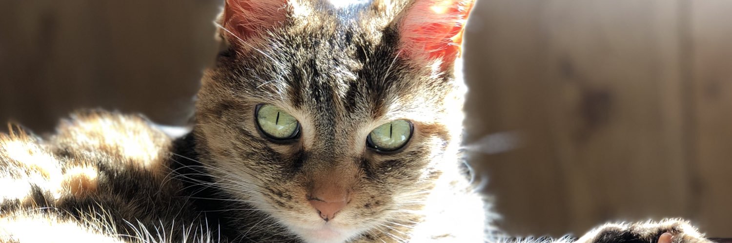 TheCatAttacks's profile banner image