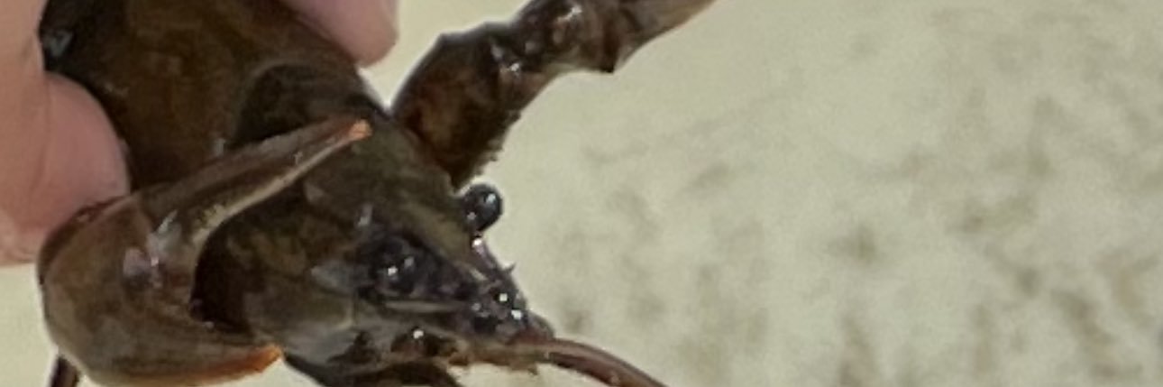 Snizzzatch's profile banner image