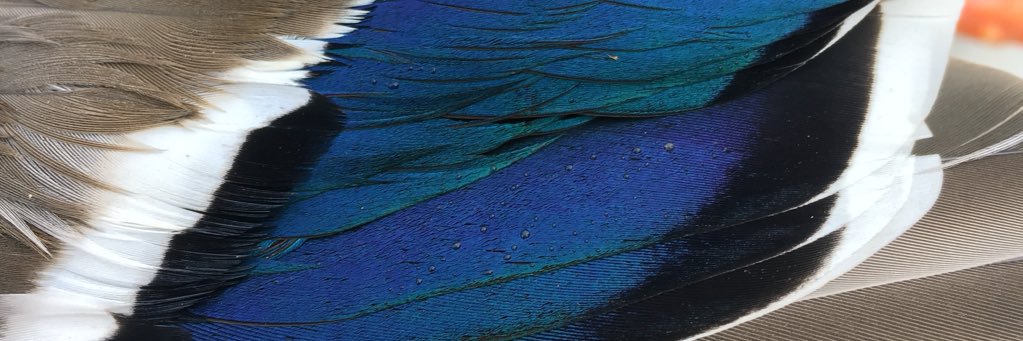 peytontfoster's profile banner image
